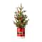 22" Pre-Lit Artificial Christmas Tree in Santa Belt Pot, Warm White LED Lights